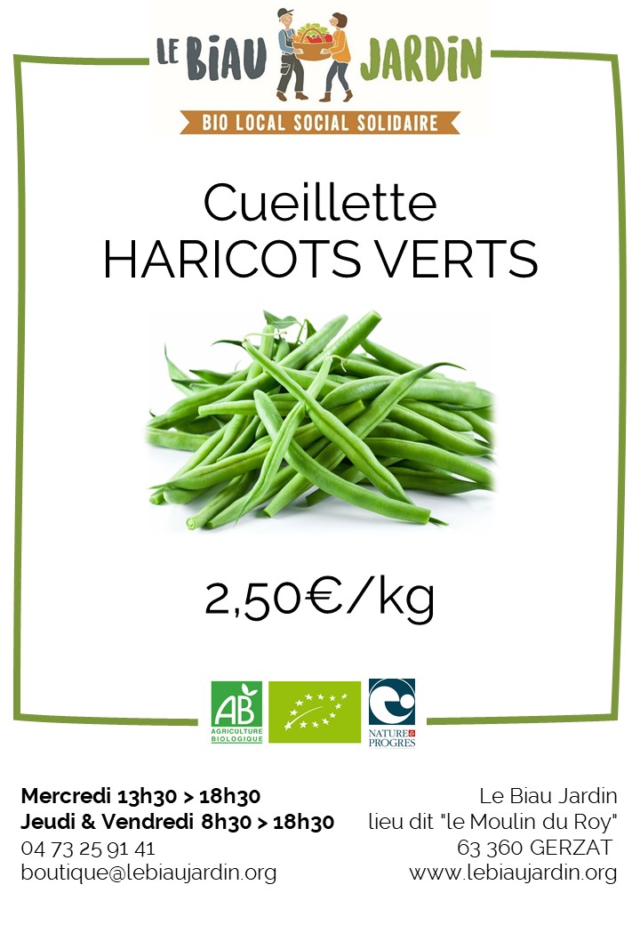 Cueillette De Haricots Verts Le Biau Jardin